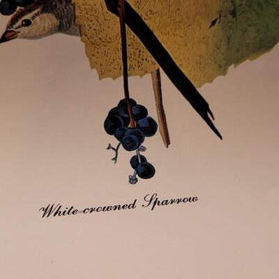 Lot 240: Vintage Set of Lithograph Bird Species Nature Prints