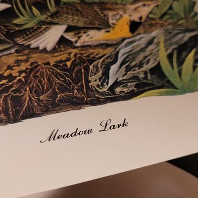 Lot 240: Vintage Set of Lithograph Bird Species Nature Prints
