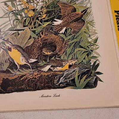 Lot 240: Vintage Set of Lithograph Bird Species Nature Prints