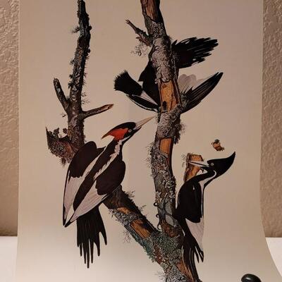 Lot 240: Vintage Set of Lithograph Bird Species Nature Prints