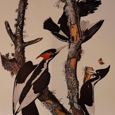 Lot 240: Vintage Set of Lithograph Bird Species Nature Prints