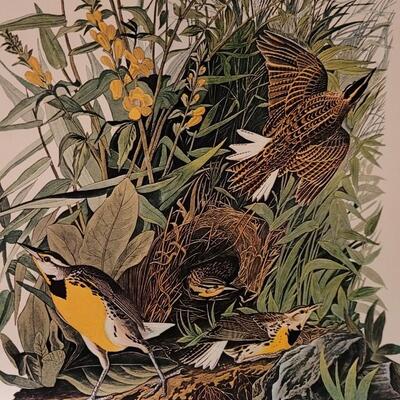 Lot 240: Vintage Set of Lithograph Bird Species Nature Prints