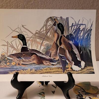 Lot 240: Vintage Set of Lithograph Bird Species Nature Prints