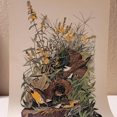 Lot 240: Vintage Set of Lithograph Bird Species Nature Prints