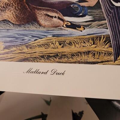 Lot 240: Vintage Set of Lithograph Bird Species Nature Prints