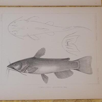 Lot 250: Antique Mid- 1800's U.S.P.R.R. Ex. & Surveys (United States PacificRailroad) "Fishes Plates"