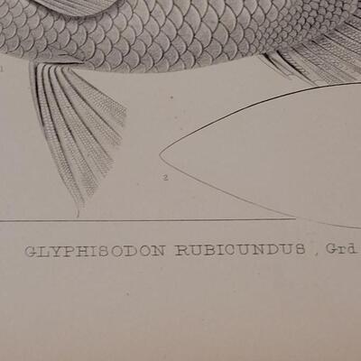 Lot 250: Antique Mid- 1800's U.S.P.R.R. Ex. & Surveys (United States PacificRailroad) "Fishes Plates"