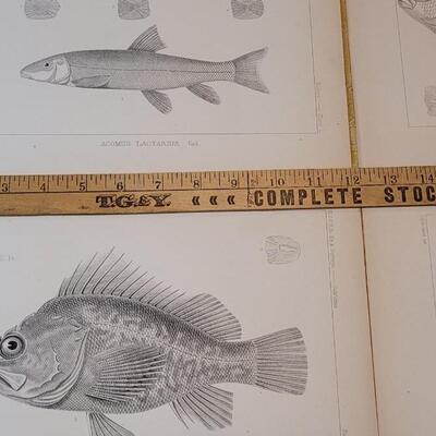 Lot 250: Antique Mid- 1800's U.S.P.R.R. Ex. & Surveys (United States PacificRailroad) "Fishes Plates"