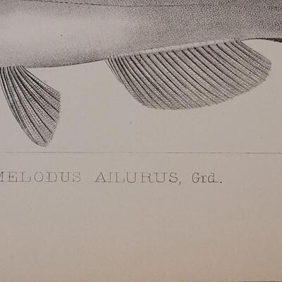 Lot 250: Antique Mid- 1800's U.S.P.R.R. Ex. & Surveys (United States PacificRailroad) "Fishes Plates"