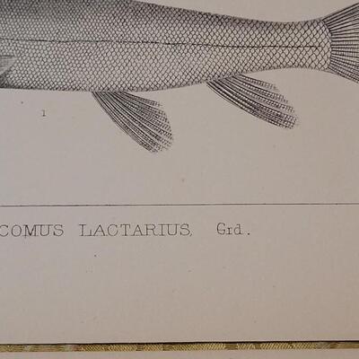 Lot 250: Antique Mid- 1800's U.S.P.R.R. Ex. & Surveys (United States PacificRailroad) "Fishes Plates"