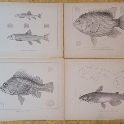 Lot 250: Antique Mid- 1800's U.S.P.R.R. Ex. & Surveys (United States PacificRailroad) "Fishes Plates"