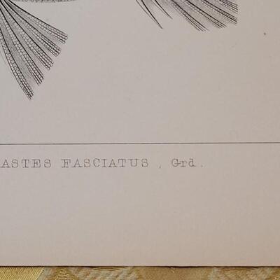 Lot 250: Antique Mid- 1800's U.S.P.R.R. Ex. & Surveys (United States PacificRailroad) "Fishes Plates"