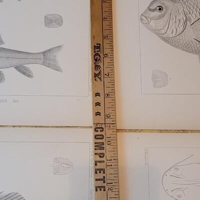 Lot 250: Antique Mid- 1800's U.S.P.R.R. Ex. & Surveys (United States PacificRailroad) "Fishes Plates"