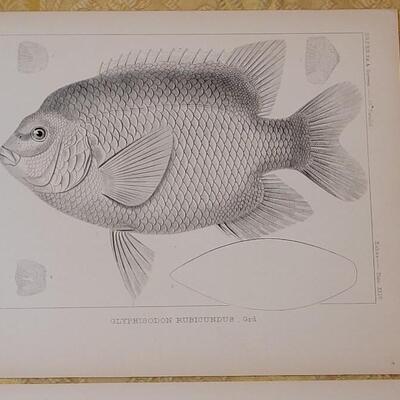 Lot 250: Antique Mid- 1800's U.S.P.R.R. Ex. & Surveys (United States PacificRailroad) "Fishes Plates"