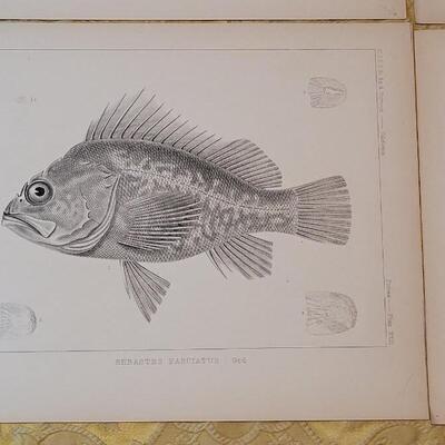 Lot 250: Antique Mid- 1800's U.S.P.R.R. Ex. & Surveys (United States PacificRailroad) "Fishes Plates"