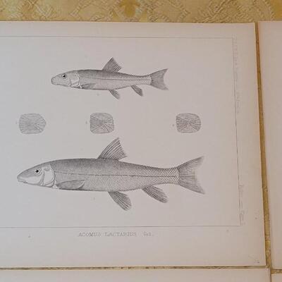 Lot 250: Antique Mid- 1800's U.S.P.R.R. Ex. & Surveys (United States PacificRailroad) "Fishes Plates"