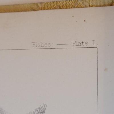 Lot 250: Antique Mid- 1800's U.S.P.R.R. Ex. & Surveys (United States PacificRailroad) "Fishes Plates"