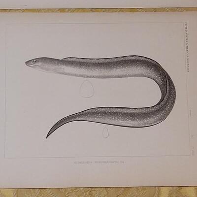 Lot 251: Antique Mid- 1800's U.S.P.R.R. Ex. & Surveys (United States PacificRailroad) "Fishes Plates"