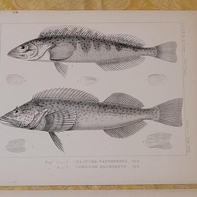 Lot 251: Antique Mid- 1800's U.S.P.R.R. Ex. & Surveys (United States PacificRailroad) "Fishes Plates"