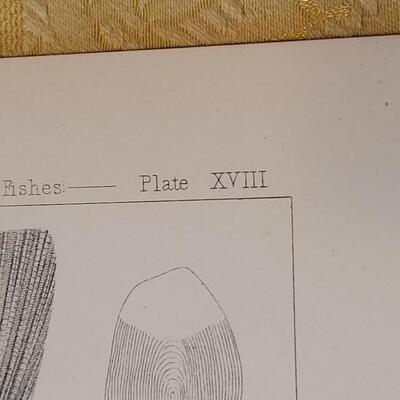 Lot 251: Antique Mid- 1800's U.S.P.R.R. Ex. & Surveys (United States PacificRailroad) "Fishes Plates"