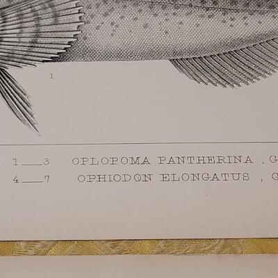Lot 251: Antique Mid- 1800's U.S.P.R.R. Ex. & Surveys (United States PacificRailroad) "Fishes Plates"