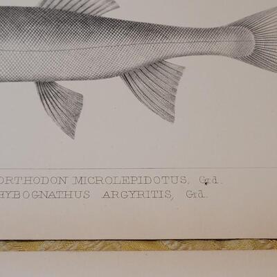 Lot 251: Antique Mid- 1800's U.S.P.R.R. Ex. & Surveys (United States PacificRailroad) "Fishes Plates"