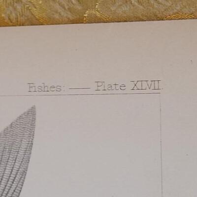 Lot 251: Antique Mid- 1800's U.S.P.R.R. Ex. & Surveys (United States PacificRailroad) "Fishes Plates"