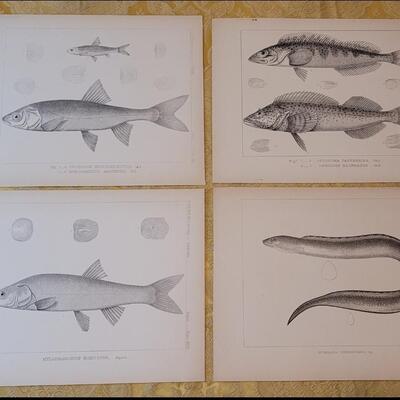 Lot 251: Antique Mid- 1800's U.S.P.R.R. Ex. & Surveys (United States PacificRailroad) "Fishes Plates"