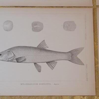 Lot 251: Antique Mid- 1800's U.S.P.R.R. Ex. & Surveys (United States PacificRailroad) "Fishes Plates"