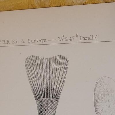 Lot 251: Antique Mid- 1800's U.S.P.R.R. Ex. & Surveys (United States PacificRailroad) "Fishes Plates"