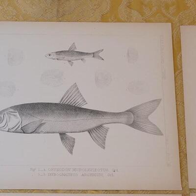 Lot 251: Antique Mid- 1800's U.S.P.R.R. Ex. & Surveys (United States PacificRailroad) "Fishes Plates"