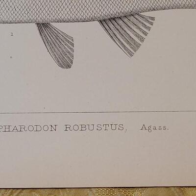 Lot 251: Antique Mid- 1800's U.S.P.R.R. Ex. & Surveys (United States PacificRailroad) "Fishes Plates"