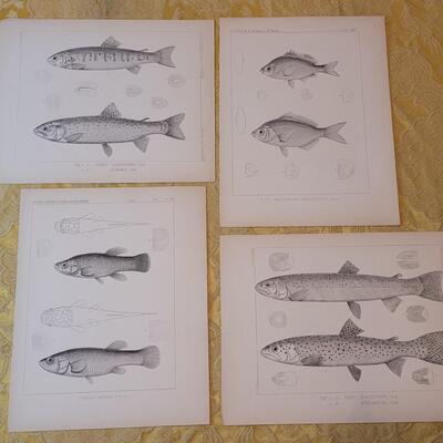 Lot 252: Antique Mid- 1800's U.S.P.R.R. Ex. & Surveys (United States PacificRailroad) "Fishes Plates"