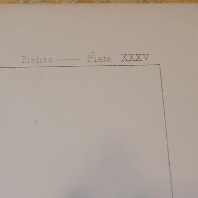Lot 252: Antique Mid- 1800's U.S.P.R.R. Ex. & Surveys (United States PacificRailroad) "Fishes Plates"
