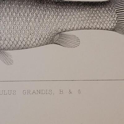 Lot 252: Antique Mid- 1800's U.S.P.R.R. Ex. & Surveys (United States PacificRailroad) "Fishes Plates"