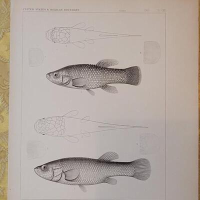 Lot 252: Antique Mid- 1800's U.S.P.R.R. Ex. & Surveys (United States PacificRailroad) "Fishes Plates"
