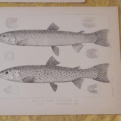 Lot 252: Antique Mid- 1800's U.S.P.R.R. Ex. & Surveys (United States PacificRailroad) "Fishes Plates"