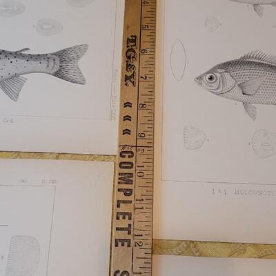 Lot 252: Antique Mid- 1800's U.S.P.R.R. Ex. & Surveys (United States PacificRailroad) "Fishes Plates"