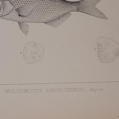 Lot 252: Antique Mid- 1800's U.S.P.R.R. Ex. & Surveys (United States PacificRailroad) "Fishes Plates"
