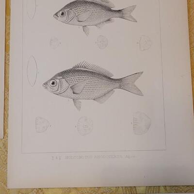 Lot 252: Antique Mid- 1800's U.S.P.R.R. Ex. & Surveys (United States PacificRailroad) "Fishes Plates"