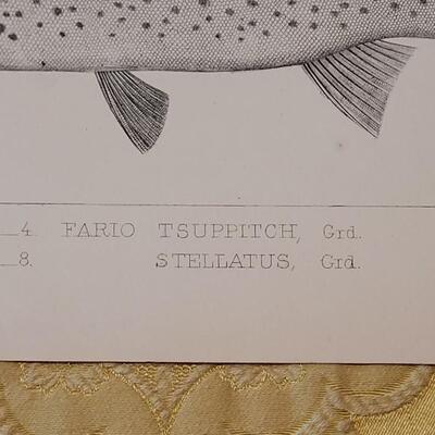 Lot 252: Antique Mid- 1800's U.S.P.R.R. Ex. & Surveys (United States PacificRailroad) "Fishes Plates"