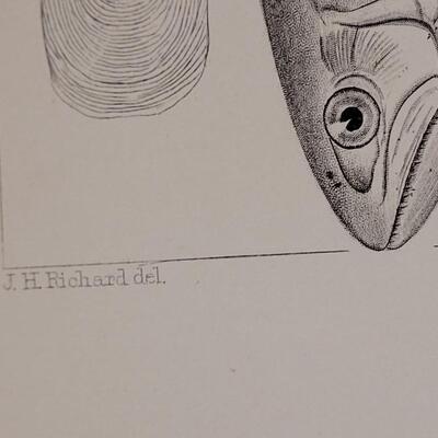 Lot 252: Antique Mid- 1800's U.S.P.R.R. Ex. & Surveys (United States PacificRailroad) "Fishes Plates"