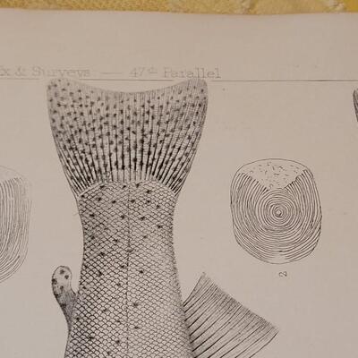 Lot 253: Antique Mid- 1800's U.S.P.R.R. Ex. & Surveys (United States PacificRailroad) "Fishes Plates"