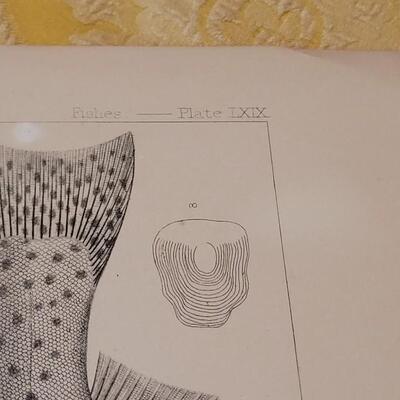 Lot 253: Antique Mid- 1800's U.S.P.R.R. Ex. & Surveys (United States PacificRailroad) "Fishes Plates"
