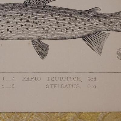 Lot 253: Antique Mid- 1800's U.S.P.R.R. Ex. & Surveys (United States PacificRailroad) "Fishes Plates"