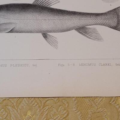 Lot 253: Antique Mid- 1800's U.S.P.R.R. Ex. & Surveys (United States PacificRailroad) "Fishes Plates"