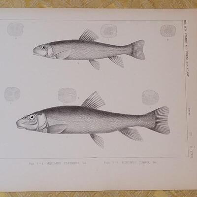 Lot 253: Antique Mid- 1800's U.S.P.R.R. Ex. & Surveys (United States PacificRailroad) "Fishes Plates"