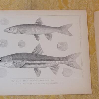 Lot 253: Antique Mid- 1800's U.S.P.R.R. Ex. & Surveys (United States PacificRailroad) "Fishes Plates"