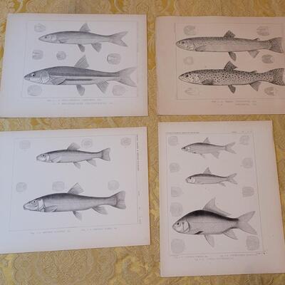 Lot 253: Antique Mid- 1800's U.S.P.R.R. Ex. & Surveys (United States PacificRailroad) "Fishes Plates"