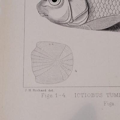 Lot 253: Antique Mid- 1800's U.S.P.R.R. Ex. & Surveys (United States PacificRailroad) "Fishes Plates"